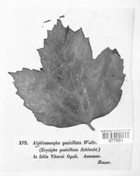 Erysiphe penicillata image